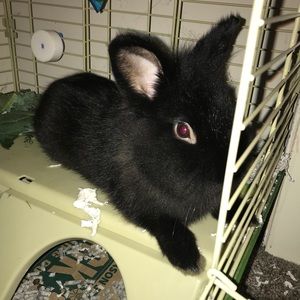 Meet your Posher, Ally